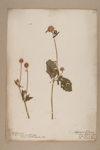 NHM_HH_26.96-2010 image NHM_HH_26.96-2010