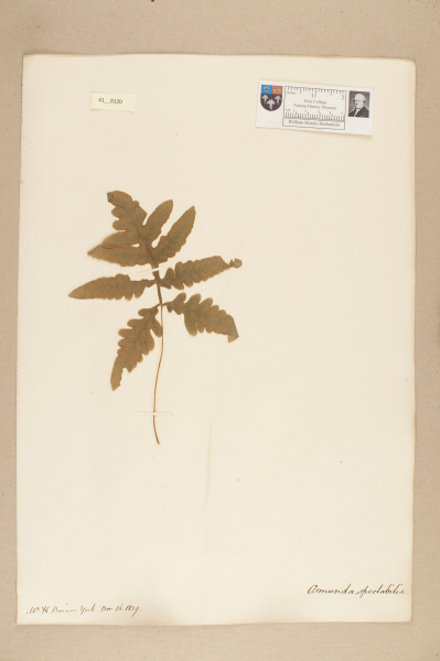 NHM_HH_41.120-2010 image NHM_HH_41.120-2010