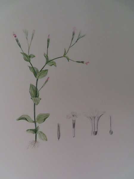 FDA-E.2916_10_20-2016-A image FDA-E.2916_10_20-2016-A