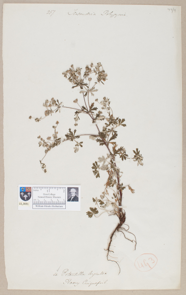 NHM_HH_13.51-2010 image NHM_HH_13.51-2010