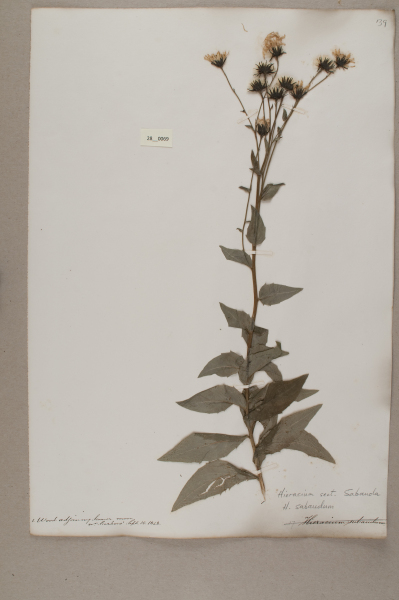 image NHM_HH_28.69-2010