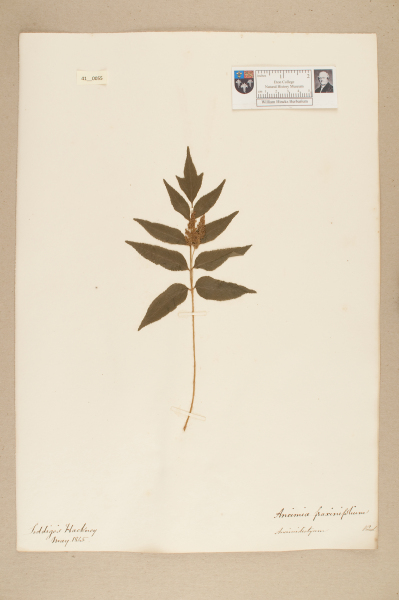 NHM_HH_41.55-2010 image NHM_HH_41.55-2010