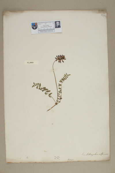 NHM_HH_15.3-2010 image NHM_HH_15.3-2010