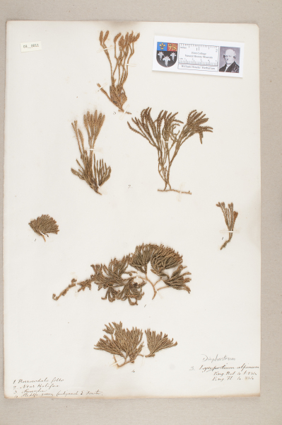 NHM_HH_3.11-2010 image NHM_HH_3.11-2010