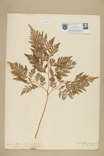 NHM_HH_42.145-2010 image NHM_HH_42.145-2010