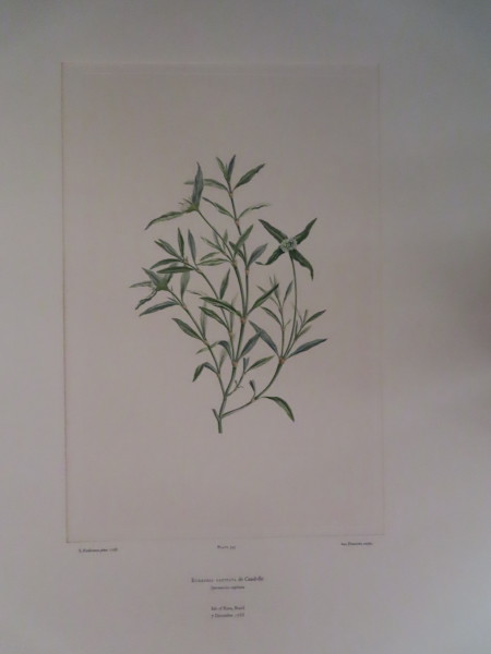 image FDA-E.2916_16_11-2016-A