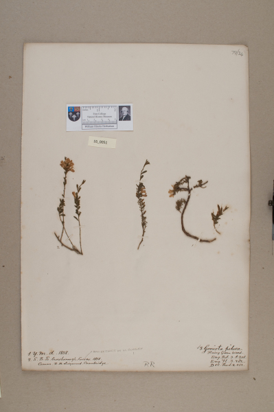 NHM_HH_16.51-2010 image NHM_HH_16.51-2010