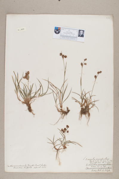 NHM_HH_31.29-2010 image NHM_HH_31.29-2010