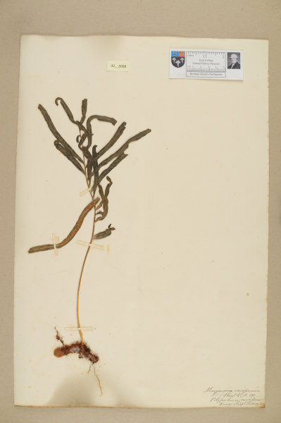 NHM_HH_42.88-2010 image NHM_HH_42.88-2010