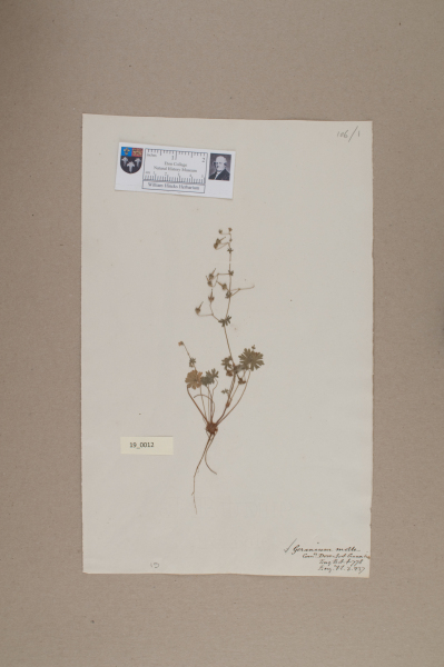 NHM_HH_19.12-2010 image NHM_HH_19.12-2010