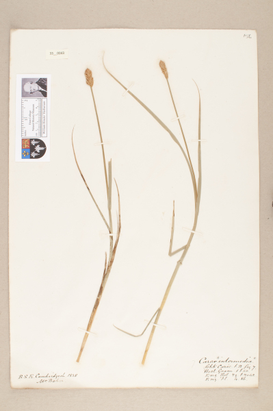 NHM_HH_33.43-2010 image NHM_HH_33.43-2010