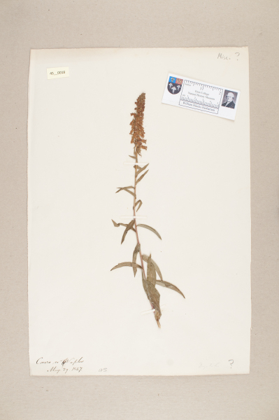 NHM_HH_45.18-2010 image NHM_HH_45.18-2010