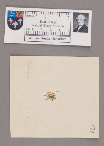 NHM_HH_1.171-2010 image NHM_HH_1.171-2010