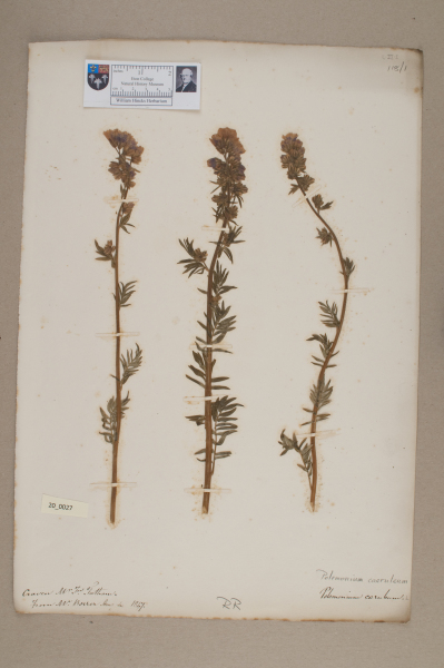 NHM_HH_20.27-2010 image NHM_HH_20.27-2010