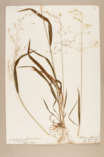 NHM_HH_34.5-2010 image NHM_HH_34.5-2010