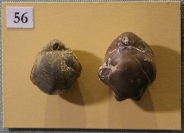 NHM.517-2017 image NHM.517-2017