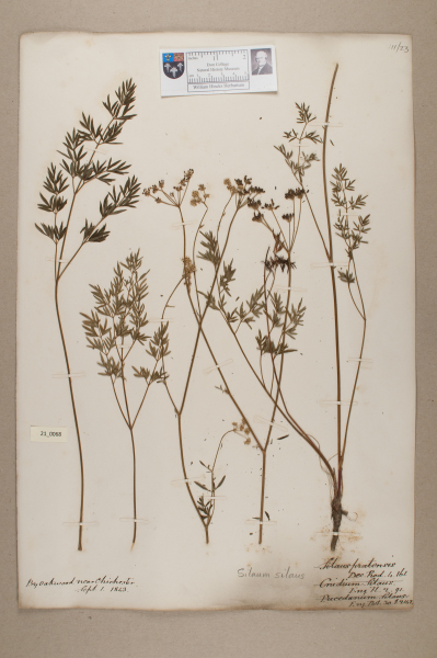 NHM_HH_21.68-2010 image NHM_HH_21.68-2010