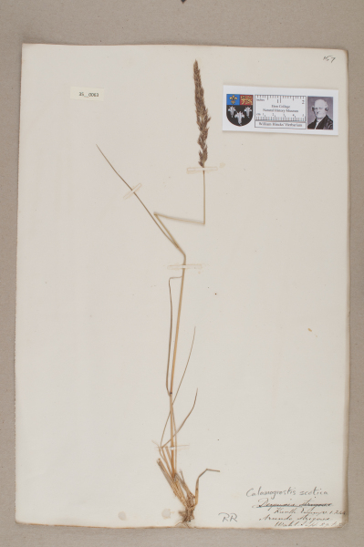 NHM_HH_35.63-2010 image NHM_HH_35.63-2010