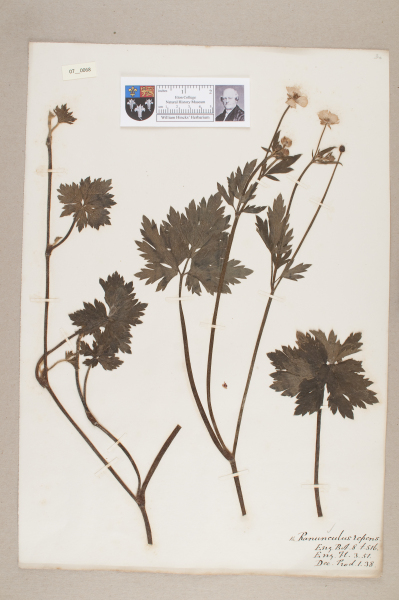 NHM_HH_7.68-2010 image NHM_HH_7.68-2010