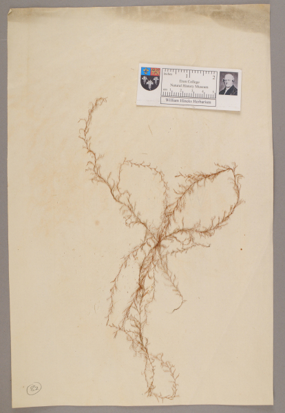 NHM_HH_1.82-2010 image NHM_HH_1.82-2010