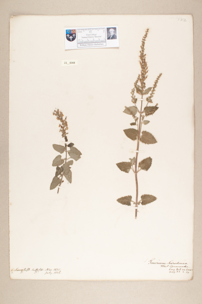 image NHM_HH_23.48-2010