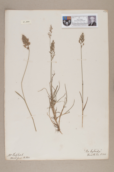 NHM_HH_37.18-2010 image NHM_HH_37.18-2010