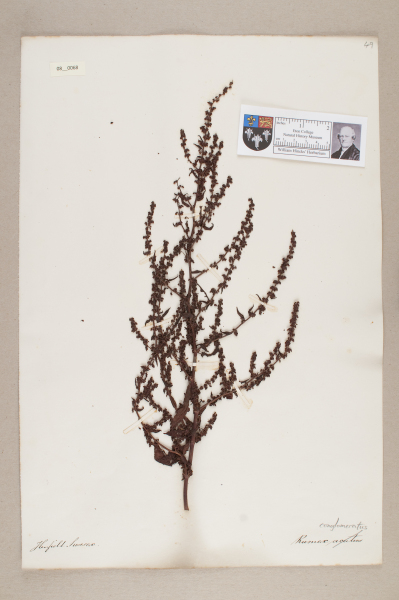 NHM_HH_8.68-2010 image NHM_HH_8.68-2010