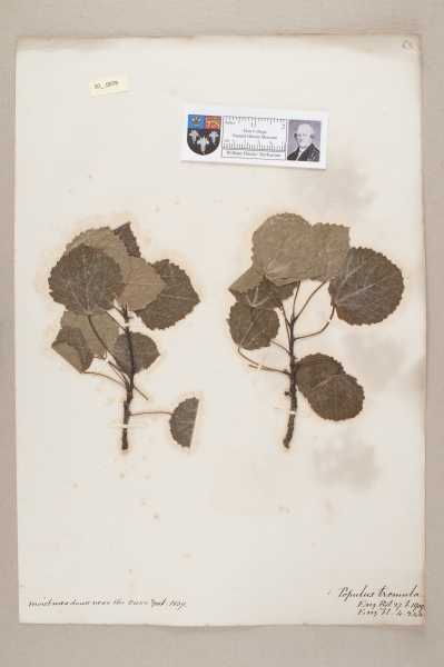 NHM_HH_10.78-2010 image NHM_HH_10.78-2010