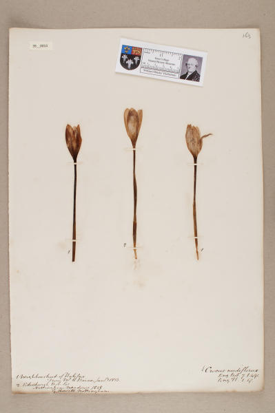 NHM_HH_39.13-2010 image NHM_HH_39.13-2010