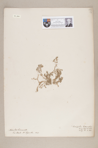 NHM_HH_9.62-2010 image NHM_HH_9.62-2010