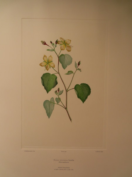 FDA-E.2916_28_9-2016 image FDA-E.2916_28_9-2016