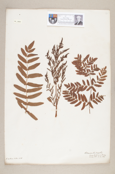 NHM_HH_4.9-2010 image NHM_HH_4.9-2010