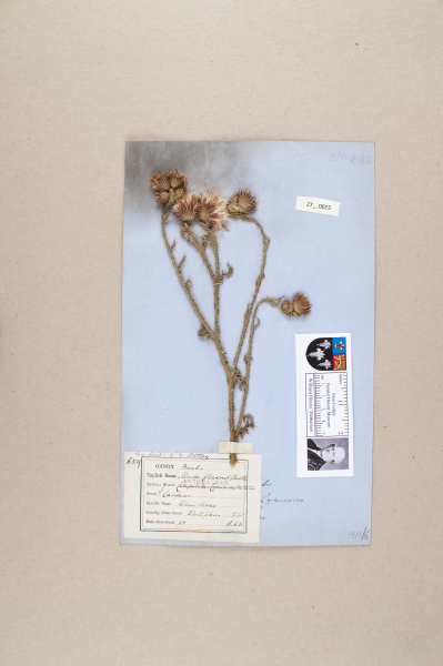 NHM_HH_27.15-2010 image NHM_HH_27.15-2010