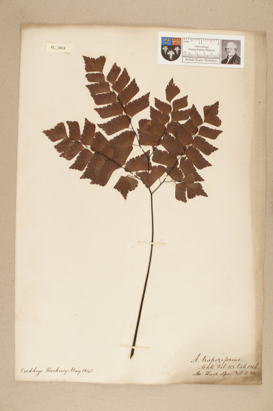 NHM_HH_41.13-2010 image NHM_HH_41.13-2010