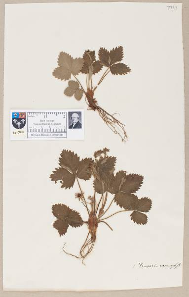 NHM_HH_13.60-2010 image NHM_HH_13.60-2010