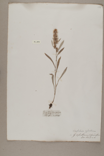 image NHM_HH_28.78-2010