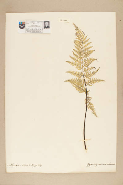 image NHM_HH_41.64-2010