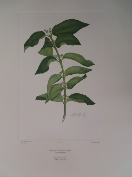 FDA-E.2916_12_8-2016-A image FDA-E.2916_12_8-2016-A