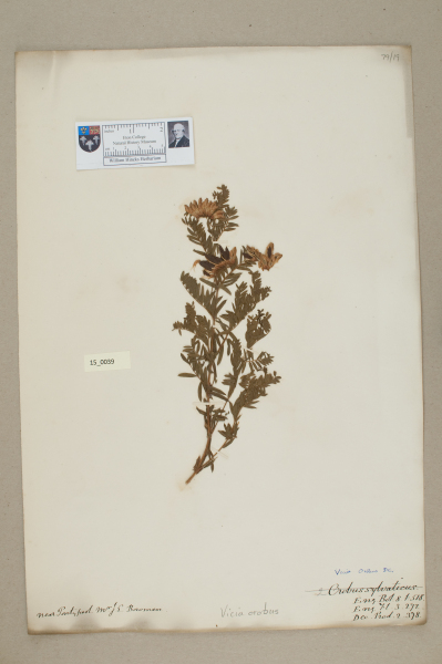 NHM_HH_15.39-2010 image NHM_HH_15.39-2010