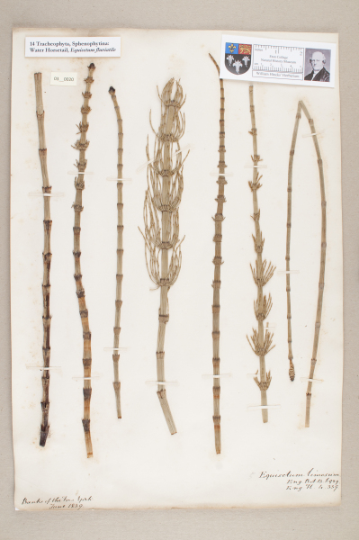 NHM_HH_3.20-2010 image NHM_HH_3.20-2010