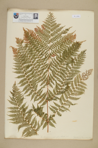 image NHM_HH_42.154-2010