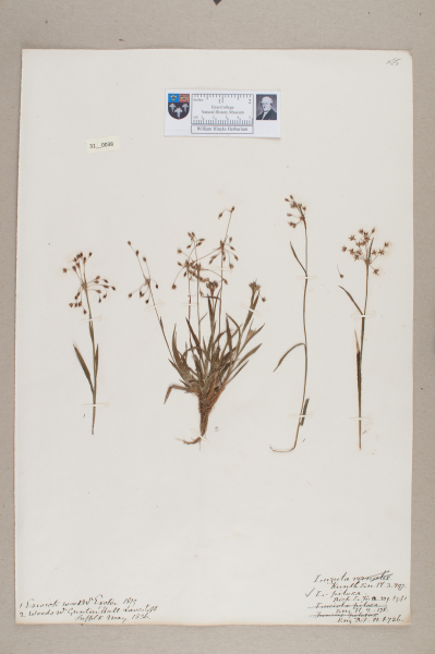 NHM_HH_31.38-2010 image NHM_HH_31.38-2010