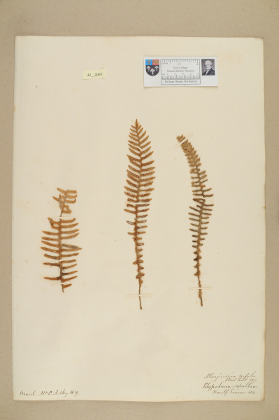 NHM_HH_42.97-2010 image NHM_HH_42.97-2010