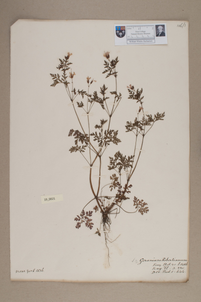 NHM_HH_19.21-2010 image NHM_HH_19.21-2010