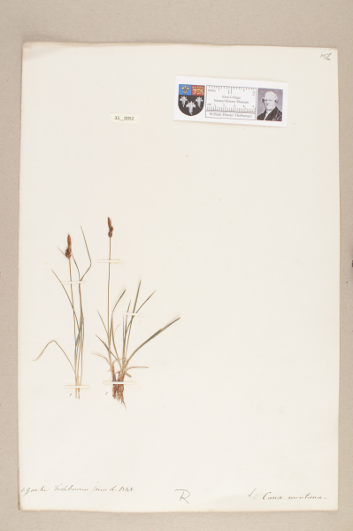 NHM_HH_33.52-2010 image NHM_HH_33.52-2010