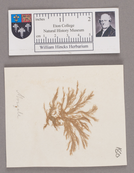 NHM_HH_1.180-2010 image NHM_HH_1.180-2010