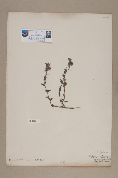 NHM_HH_20.36-2010 image NHM_HH_20.36-2010