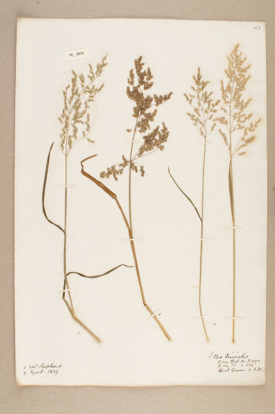 NHM_HH_34.59-2010 image NHM_HH_34.59-2010