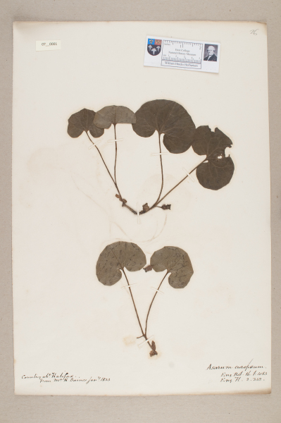 NHM_HH_7.1-2010 image NHM_HH_7.1-2010