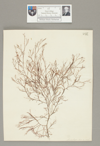 NHM_HH_1.286-2010 image NHM_HH_1.286-2010